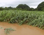 Gần 2.000 ha mía ở Hậu Giang bị ngập úng