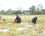 30.000 ha lúa mùa tại Thái Bình bị thiệt hại do mưa lũ