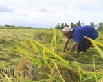 Hàng trăm ha lúa ở Đồng Tháp bị ngập