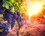 Sản lượng rượu vang châu Âu giảm mạnh do thời tiết