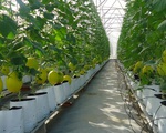 Nông nghiệp TP.HCM sẽ phát triển theo hướng công nghệ cao