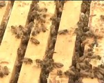 Nghiên cứu mới về tác dụng của thuốc trừ sâu tới loài ong