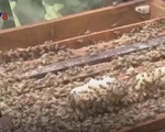 Lâm Đồng: Phát triển nghề nuôi ong lấy mật