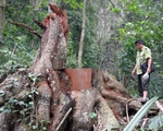Đăk Nông liên tiếp xảy ra phá rừng