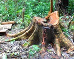 Khánh Hòa: Phát hiện vụ phá rừng phòng hộ qui mô lớn