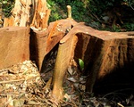 Thủ tướng yêu cầu xử lý nghiêm vụ phá rừng ở Quảng Nam
