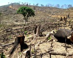 Bắt nghi phạm chủ mưu vụ phá 61ha rừng tự nhiên ở Bình Định
