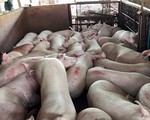 Vụ gần 5.000 con lợn bị tiêm thuốc an thần: Mức xử phạt không đủ sức răn đe