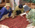 Đăk Lăk xuất khẩu 445 triệu USD niên vụ cà phê 2016 - 2017