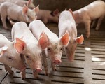 Lợn hơi mất giá kỷ lục, ngành nông nghiệp biết giải cứu từ đâu?