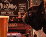 Fox & Hounds - Quán rượu thân thiện với chó nhất nước Anh