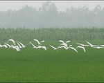 Những cánh cò chao nghiêng trên cánh đồng lúa miền Tây
