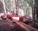 Vụ phá rừng tại Đăk Nông: Cơ quan công an sẽ vào cuộc