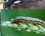 Báo động nạn sâu bướm gây hại mùa màng ở châu Phi