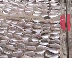 Tràn lan cá khô không an toàn
