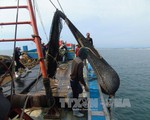 Tăng cường kiểm soát hoạt động của tàu cá khai thác hải sản