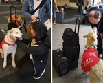 Mỹ: Liệu pháp chó giúp hành khách vui vẻ ở sân bay