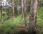 151 cây thông rừng Đà Lạt bị “ám sát” bằng thuốc diệt cỏ