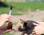 WHO kêu gọi chấm dứt sử dụng thuốc kháng sinh ở động vật khỏe mạnh