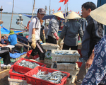 EU liên tục cảnh báo hải sản đánh bắt từ Việt Nam