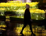 Cánh đồng hoa thủy tiên phát sáng tại Anh