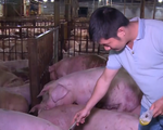 Phát hiện cơ sở giết mổ tiêm thuốc an thần cho gần 5.000 con lợn