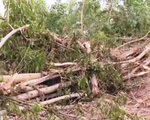 Hơn 10ha rừng tràm ở Đồng Nai bị đốn hạ trong một đêm