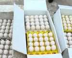 Thu giữ 24.000 quả trứng gà nhập lậu tại Quảng Ninh