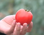 Cà chua vẫn chín mọng, tươi ngon 10 ngày không cần thuốc bảo quản