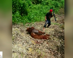 Bị bắt vì giết hại và ăn thịt đười ươi quý hiếm tại Indonesia