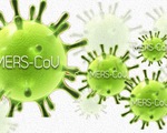 Virus MERS-CoV có thể lây qua đường ruột