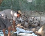 Quảng Ngãi: Tiêu hủy gần 400 con vịt nhiễm cúm A/H5N6