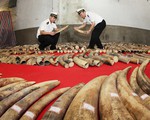 Trung Quốc triệt phá 13 vụ buôn lậu ngà voi trong 6 tháng