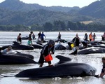 Lo ngại xác cá voi phát nổ, New Zealand đóng cửa bãi biển