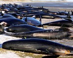 Giải cứu cá voi mắc cạn tại New Zealand