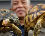 Malaysia thu giữ 330 con rùa quý hiếm