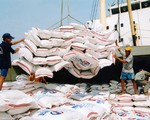 Có thể cho xuất khẩu gạo vô điều kiện