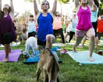 Tập yoga với... dê - Cách rèn luyện sức khỏe mới tại Mỹ