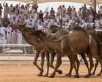 Lễ hội lạc đà - Nét văn hóa truyền thống của các quốc gia Arab