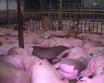 TP.HCM sẽ triển khai sàn giao dịch thịt lợn sạch