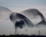 Ấn tượng hình ảnh chim sáo đá di cư