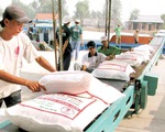 Vượt qua giá gạo Thái Lan xuất khẩu, gạo Việt xác lập đỉnh cao mới