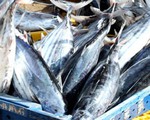 Ngư dân Phú Yên được mùa cá ngừ đại dương