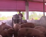 Giá thịt lợn ở miền Bắc giảm 'nhỏ giọt'