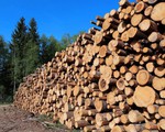 Quy định của Liên minh châu Âu về khai thác và kinh doanh gỗ