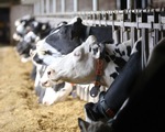 Nông dân ngành sữa Canada có thể thiệt hại 240 triệu USD/năm do USMCA