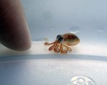 Phát hiện bạch tuộc 'siêu nhỏ' trên biển