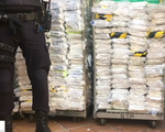 Tây Ban Nha thu giữ 6 tấn cocaine giấu trong thùng chuối nhập khẩu