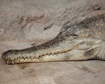 Các nhà khoa học phát hiện ra loài cá sấu mới ở Trung Phi