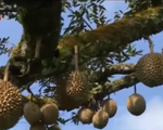 Cơn sốt trồng sầu riêng tại Malaysia